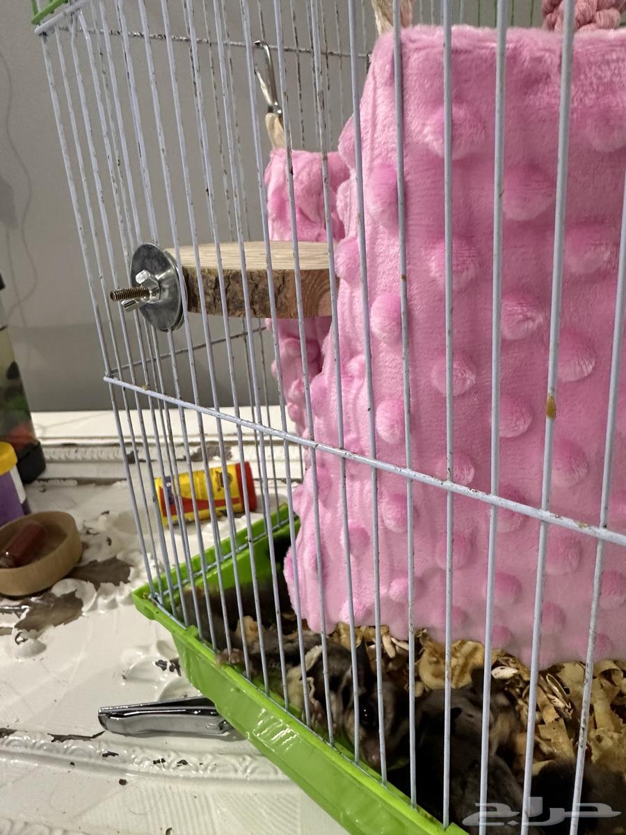 Sugar Glider Pair64673582162049111