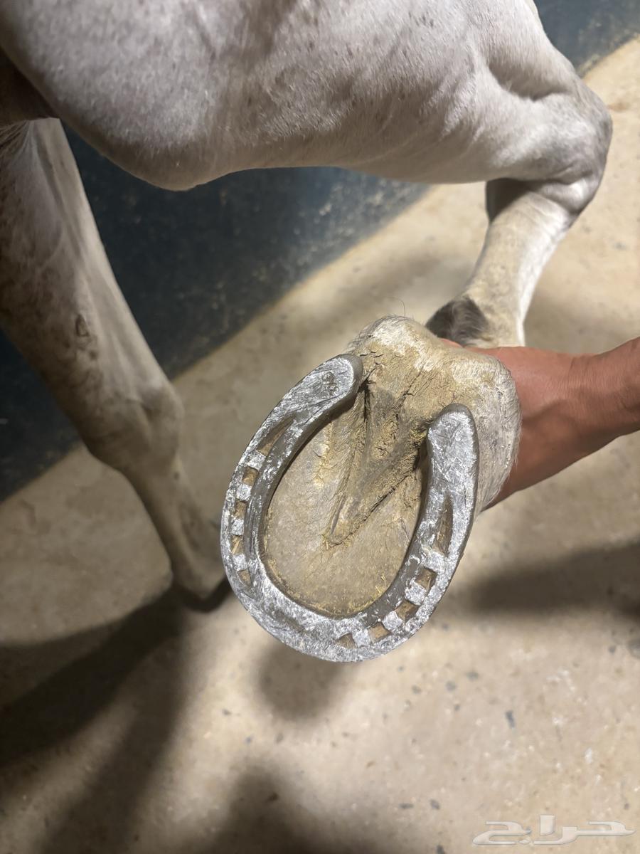 Al-Khayl Sha3bi Shaykhakh64669846423427114