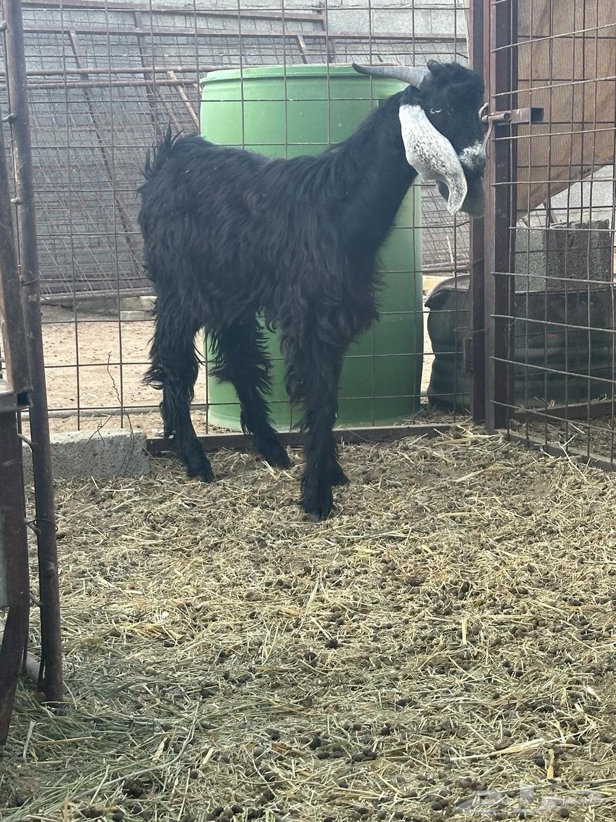 تيوس للبيع64672279909635111