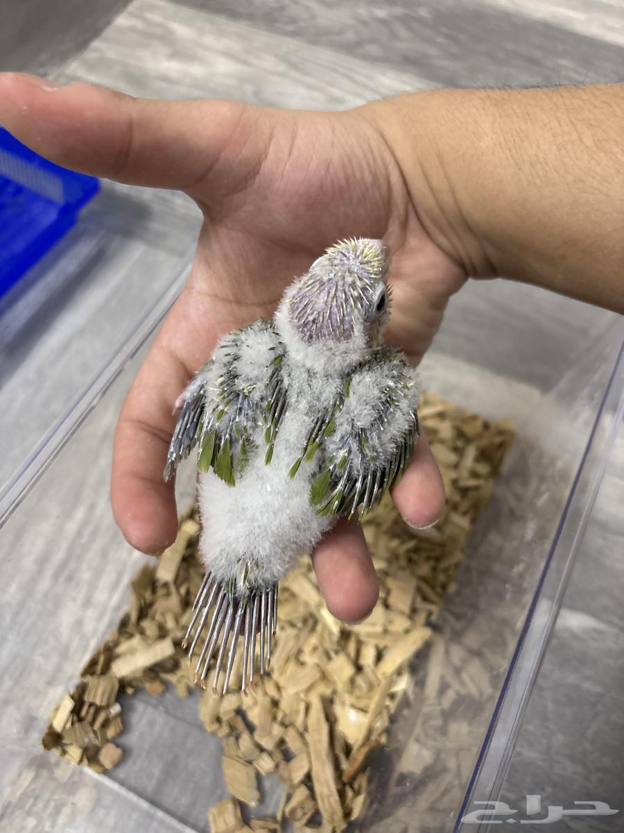 Farkh Keniour64671213058433112