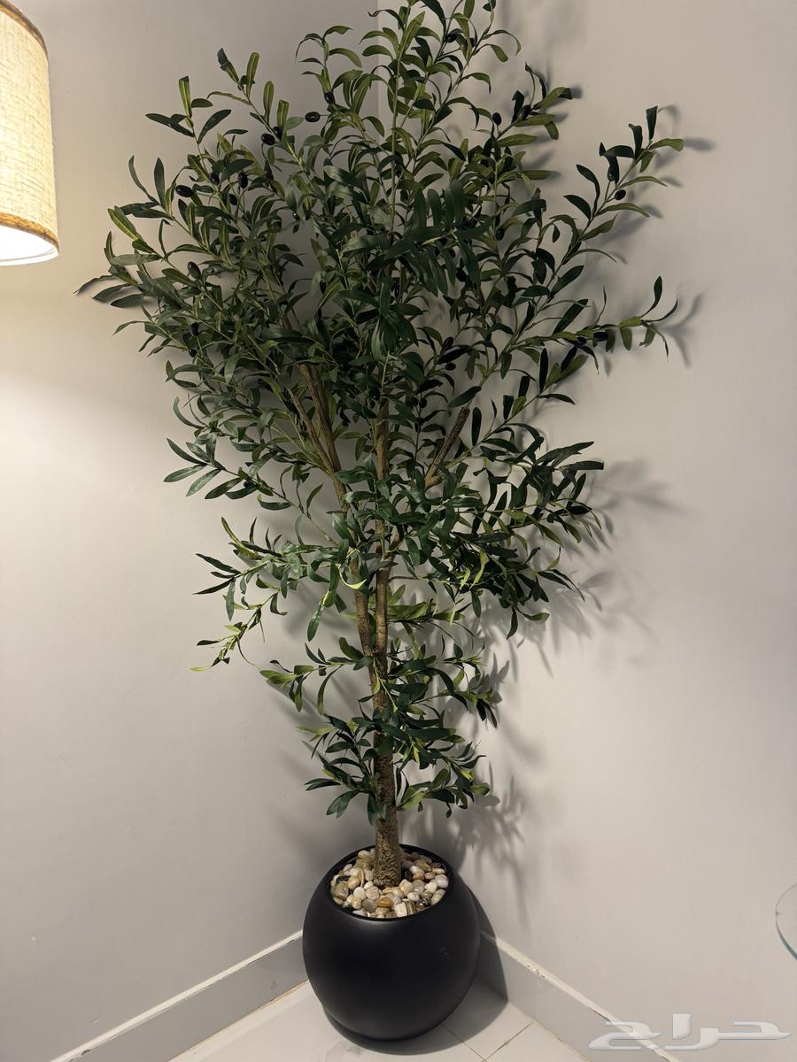فازه شجريه الزيتون الهبه طول 180 متر تقريبا  وابجورتين64674209250433111