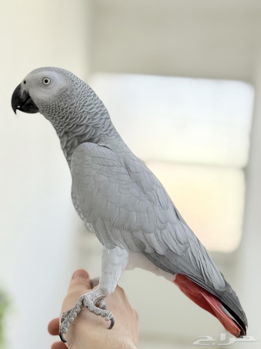 كاسكو اليف ومتكلم وهدد داخل البيت64672743345154110