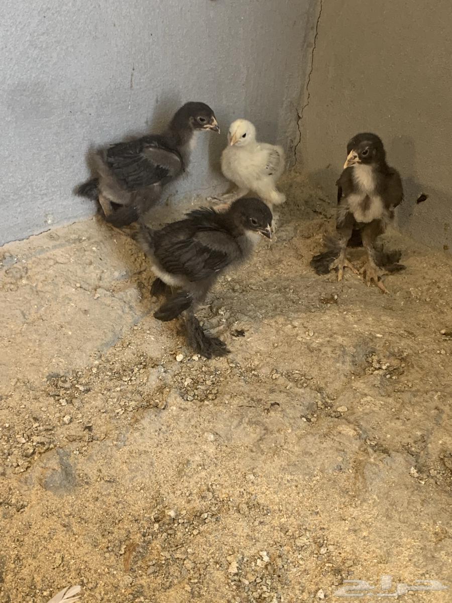 صيصان براهما64675357129987111