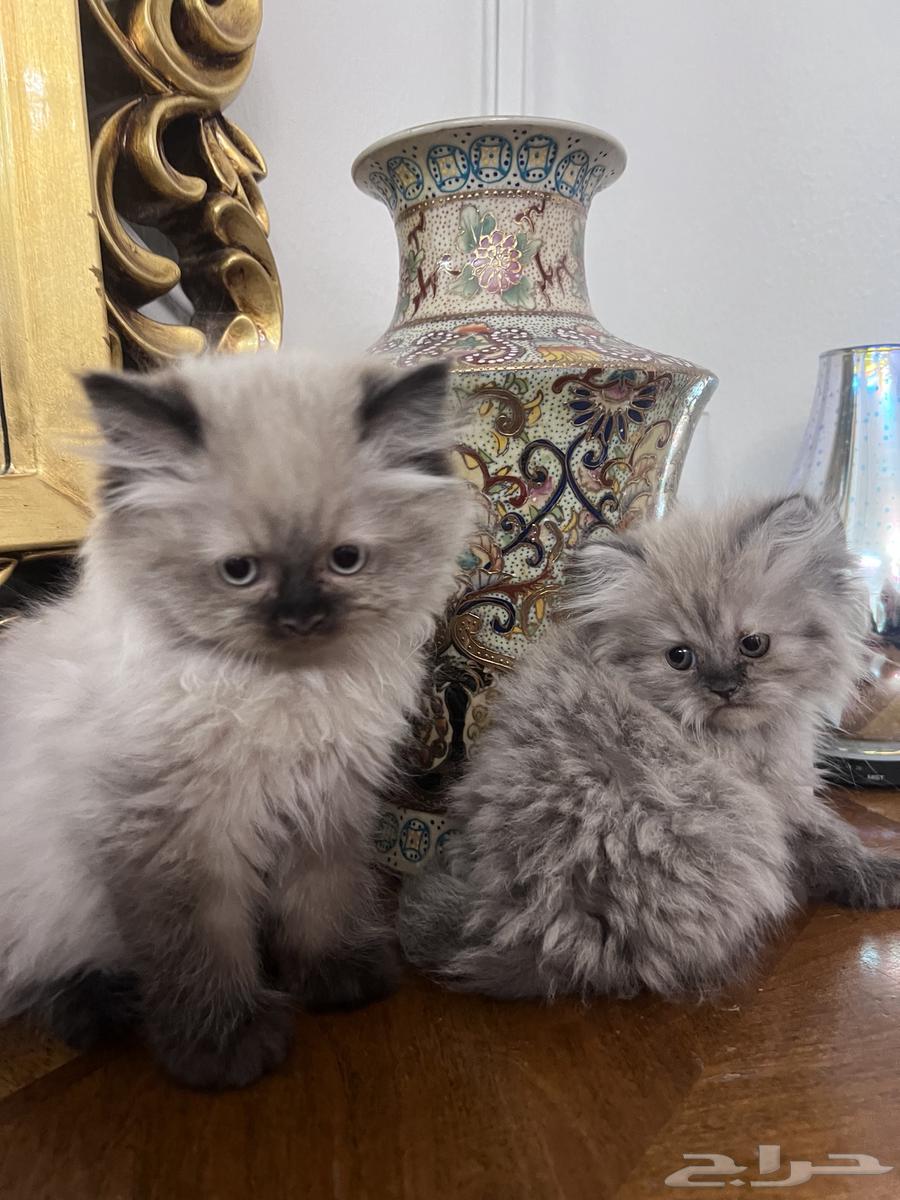 قطط للبيع ابي بالوحده 70064673405087106111