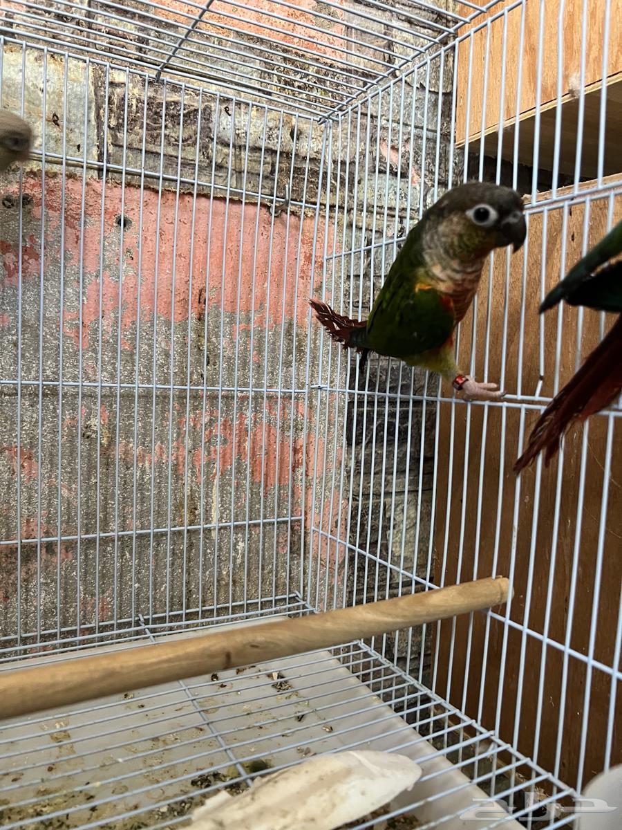 كنيور للبيع64669983551618110