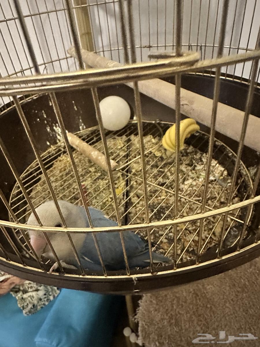 طير روز64672756122755110