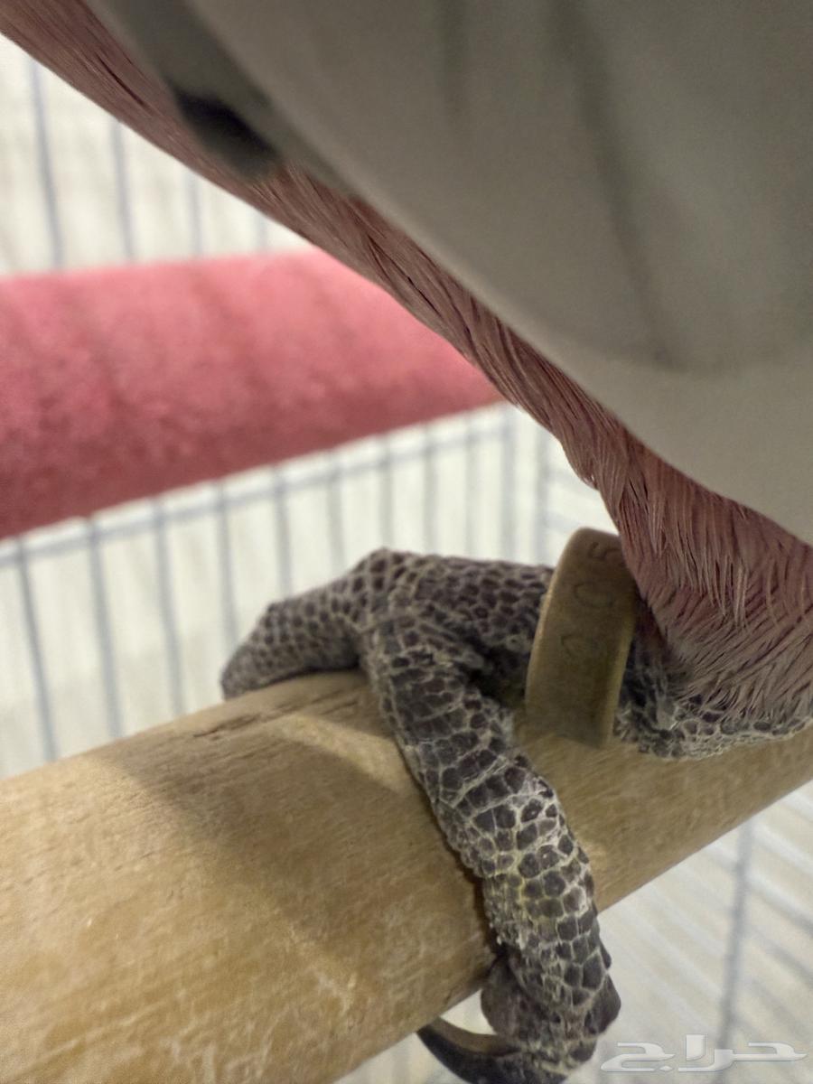 Gala Cockatoo – Tame and Talking, 3500 SAR64667788461185114