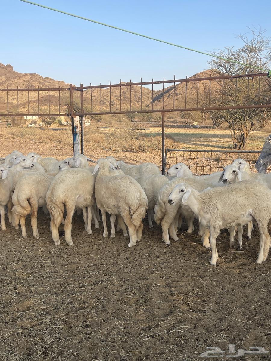 Rakhal (Sold)64675803862403112