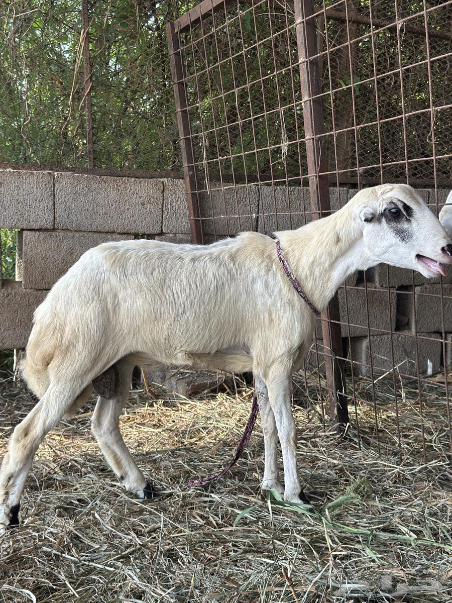 كبش بلدي64668393385473110