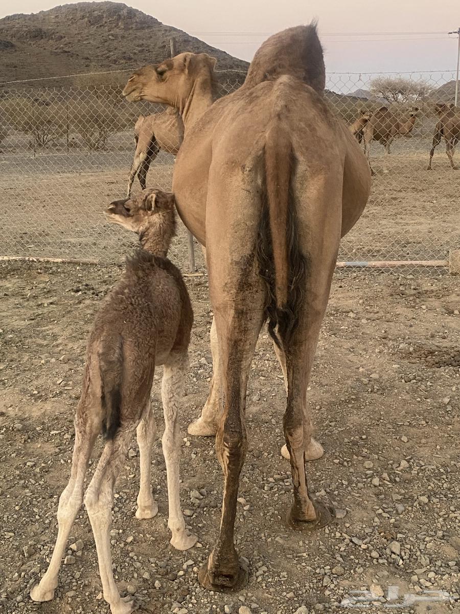 Red Camel for Sale64675509732611111