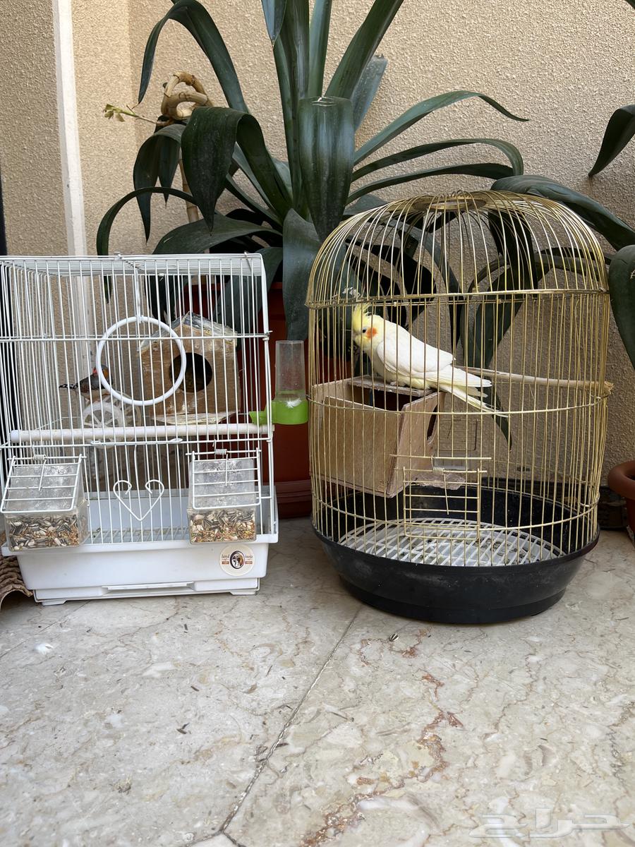 Curlew and Zebra Birds — All Males, Sold Together, 5564669326653954112