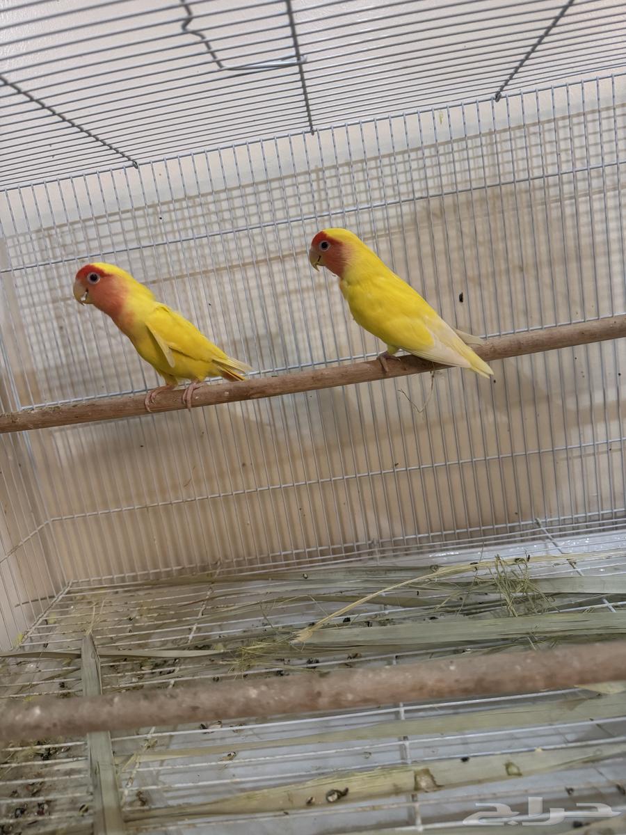 زوج روز منتج للبيع64670020633987112