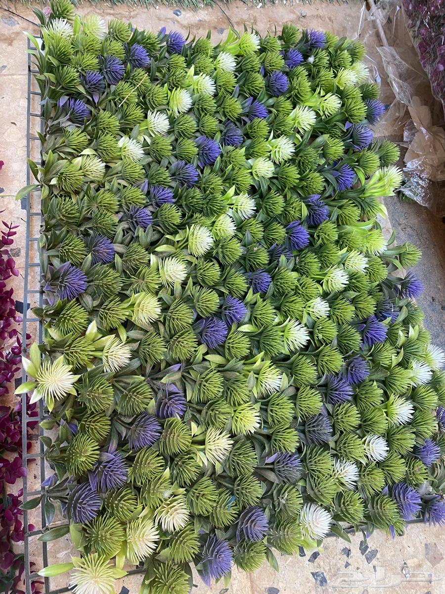 غساله للبيع توشيبا   عشب جداري64550902916994113