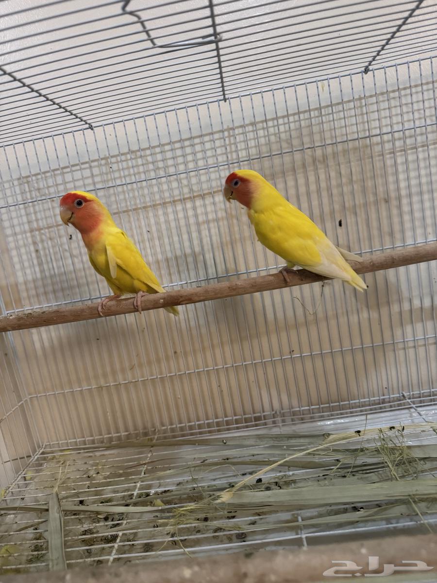 زوج روز منتج للبيع64670020633987110