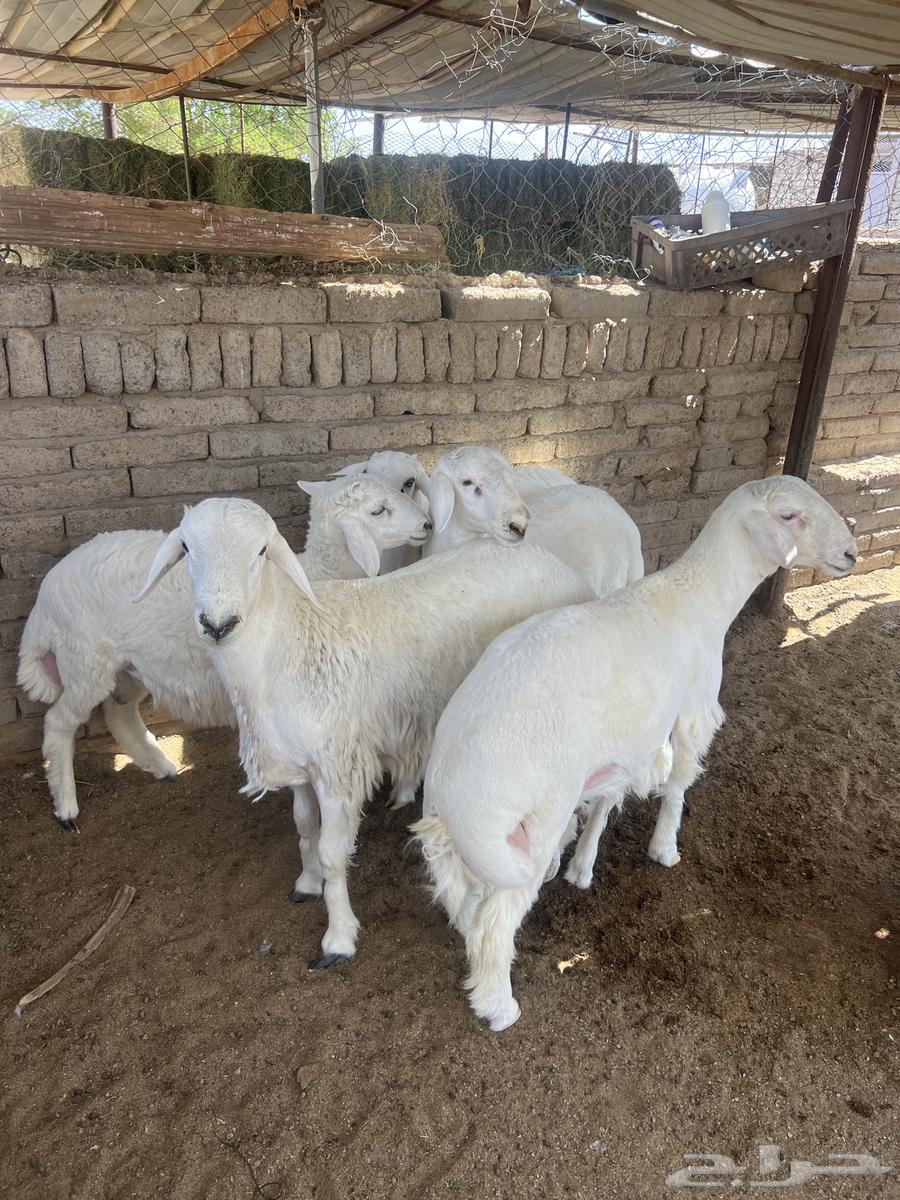 للبيع حري64668964893697112