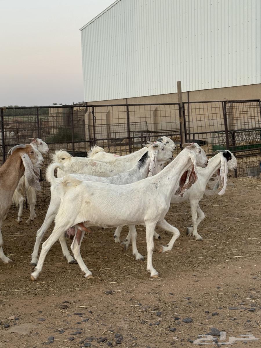 للبيع معزا مشاريك ومطوره صنف شرط ضريع ودفيع شرط سونار64673101141378110