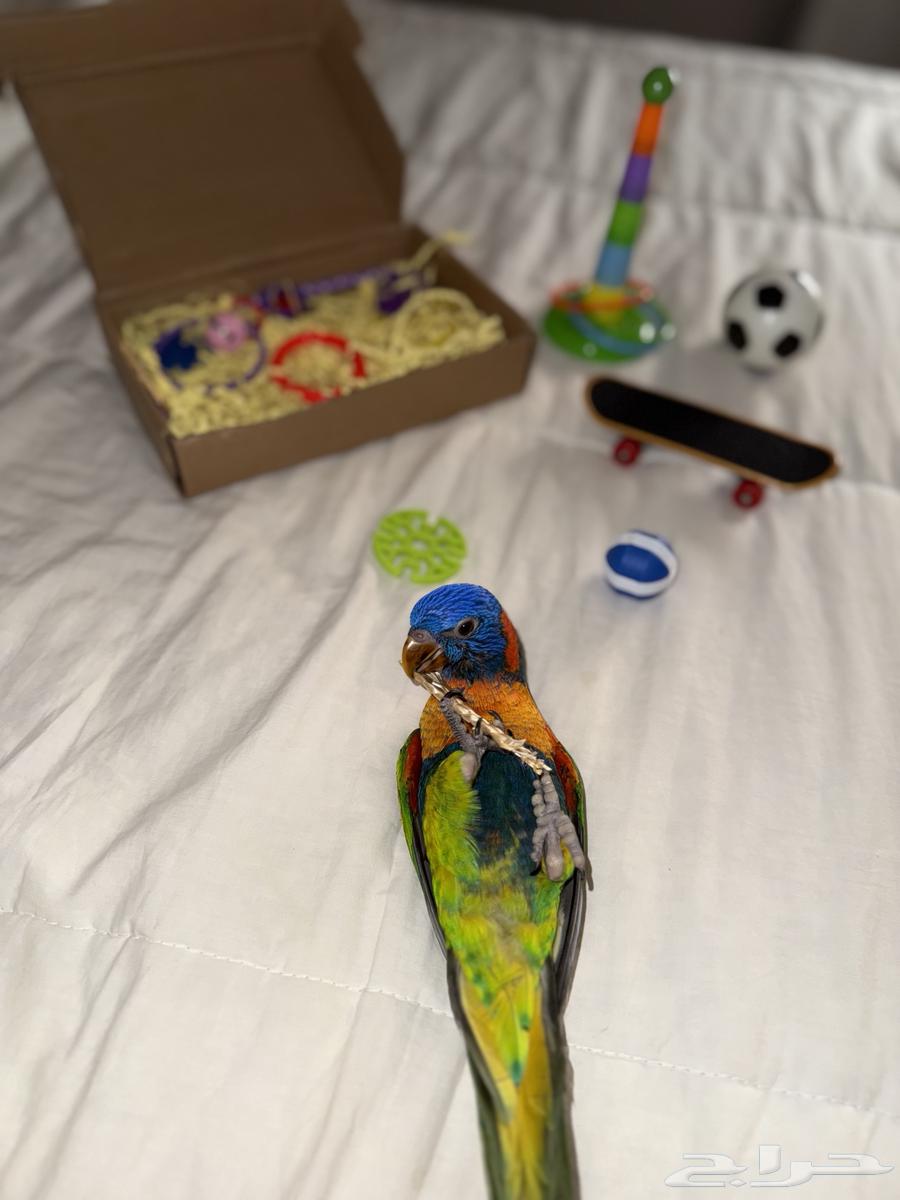 ببغاء لوري ريد كولارد64669759621507112