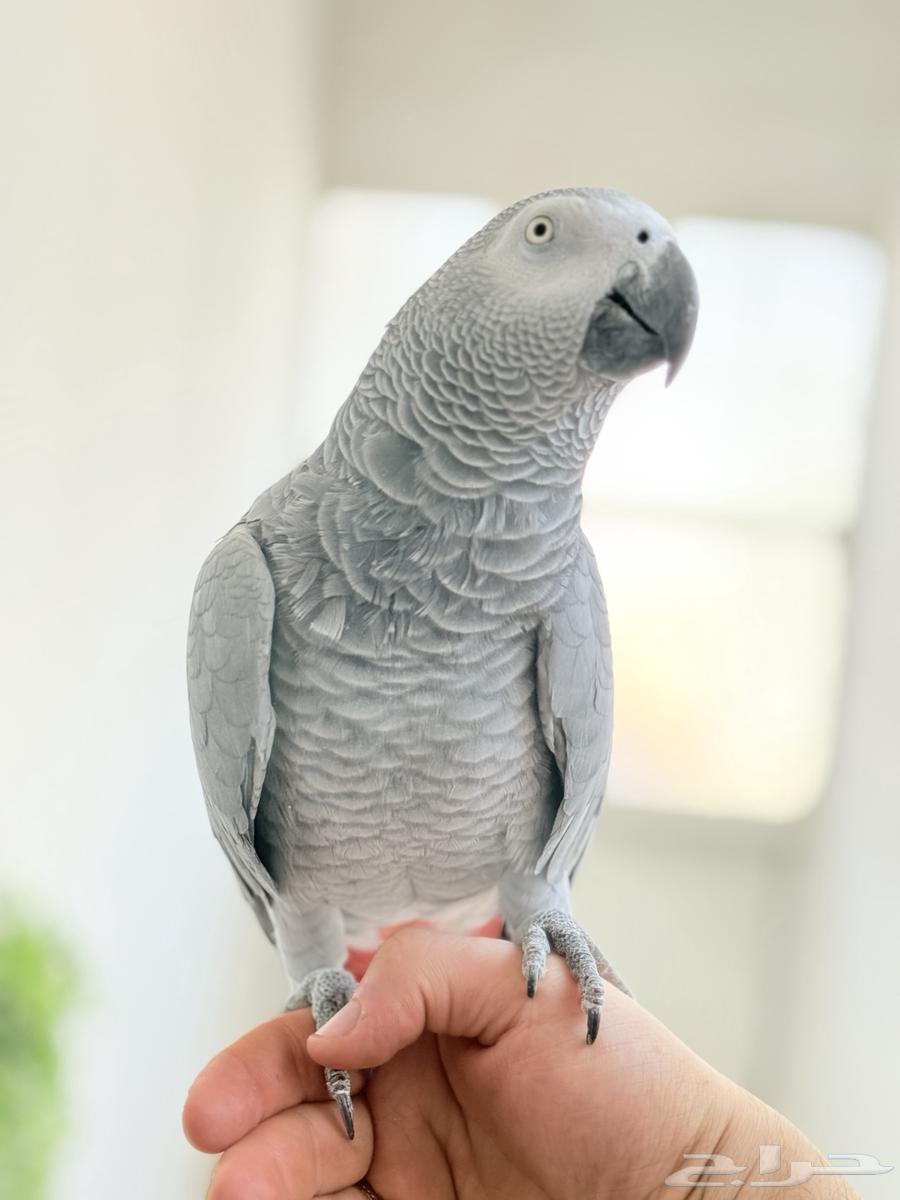 كاسكو اليف ومتكلم وهدد داخل البيت64672743345154114