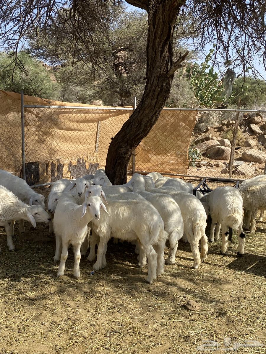 Italian Cattle Slaughter: Small and Large Calves64668380865537113