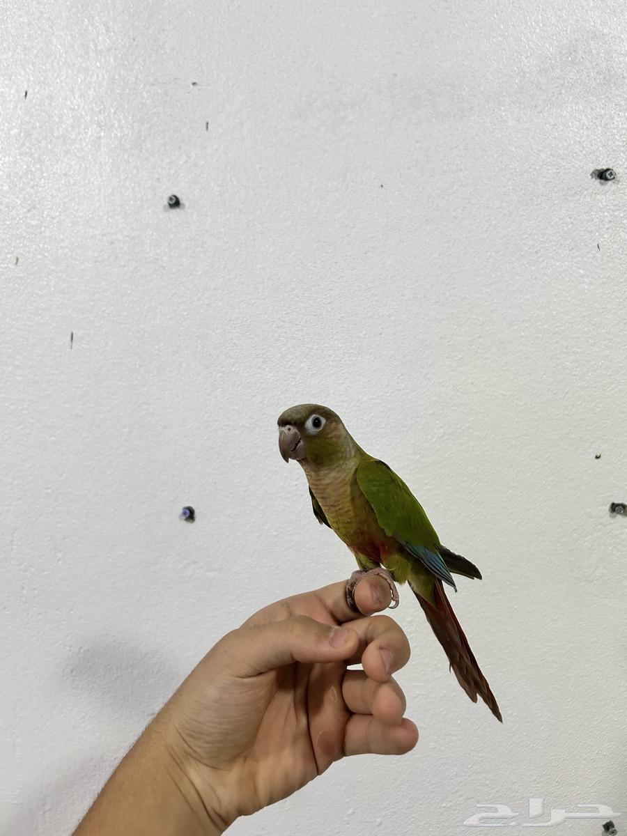 كنيور سيلمون64676579828099112