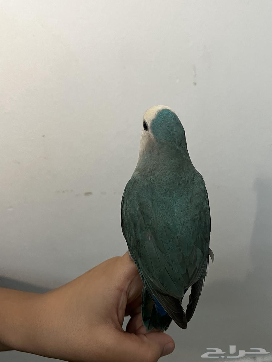 ببغاء روز للبيع64673747118210112