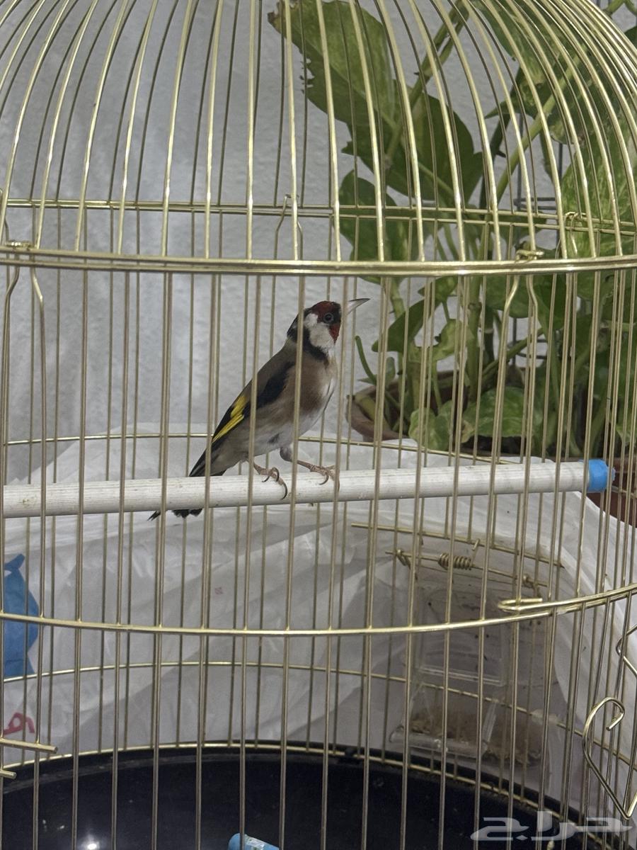 عصفور حسون ذكر للبيع64672909558402110