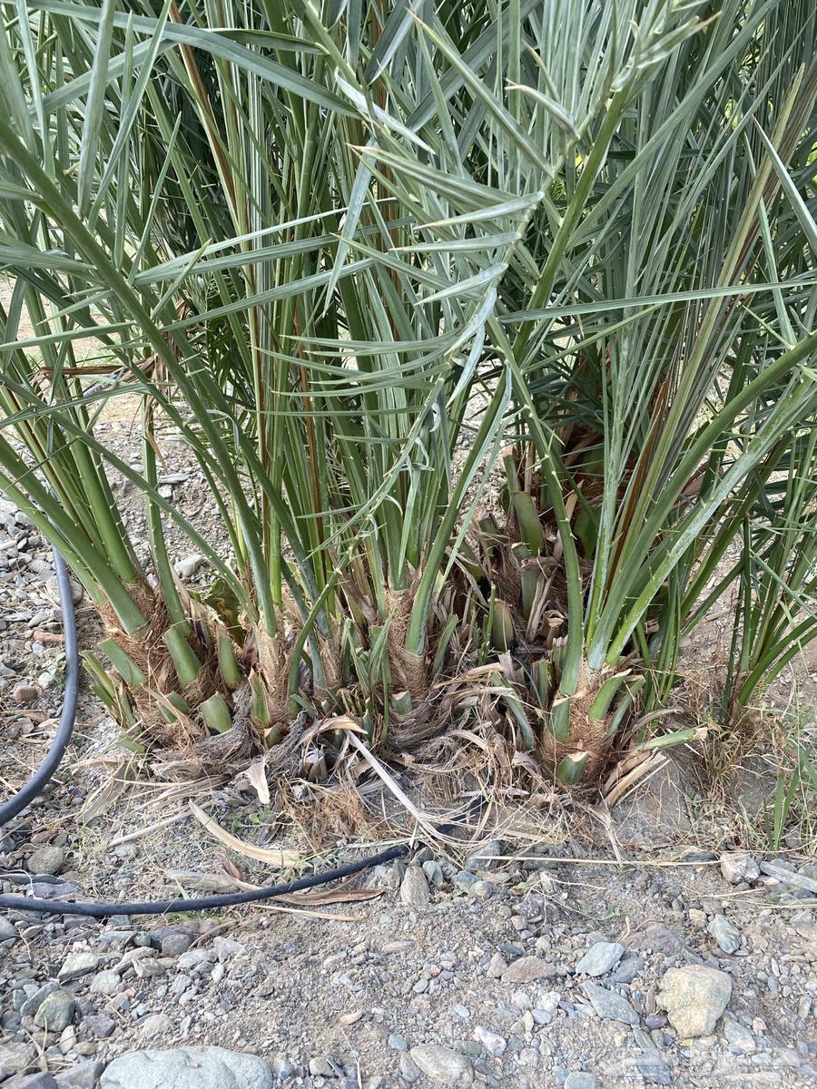 فسائل نخل64666280381571110