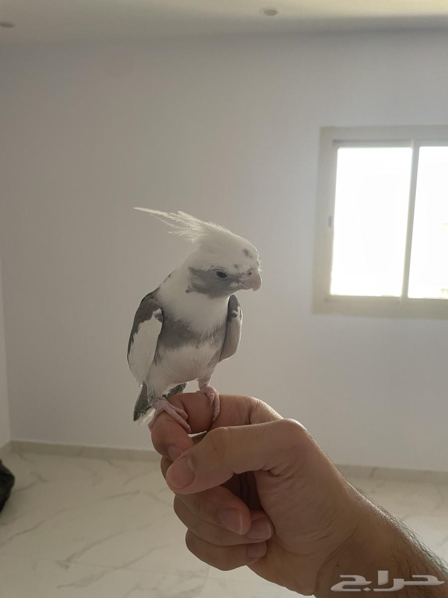 Crown Parrot, Friendly, Threatens Speaker64668567829122111