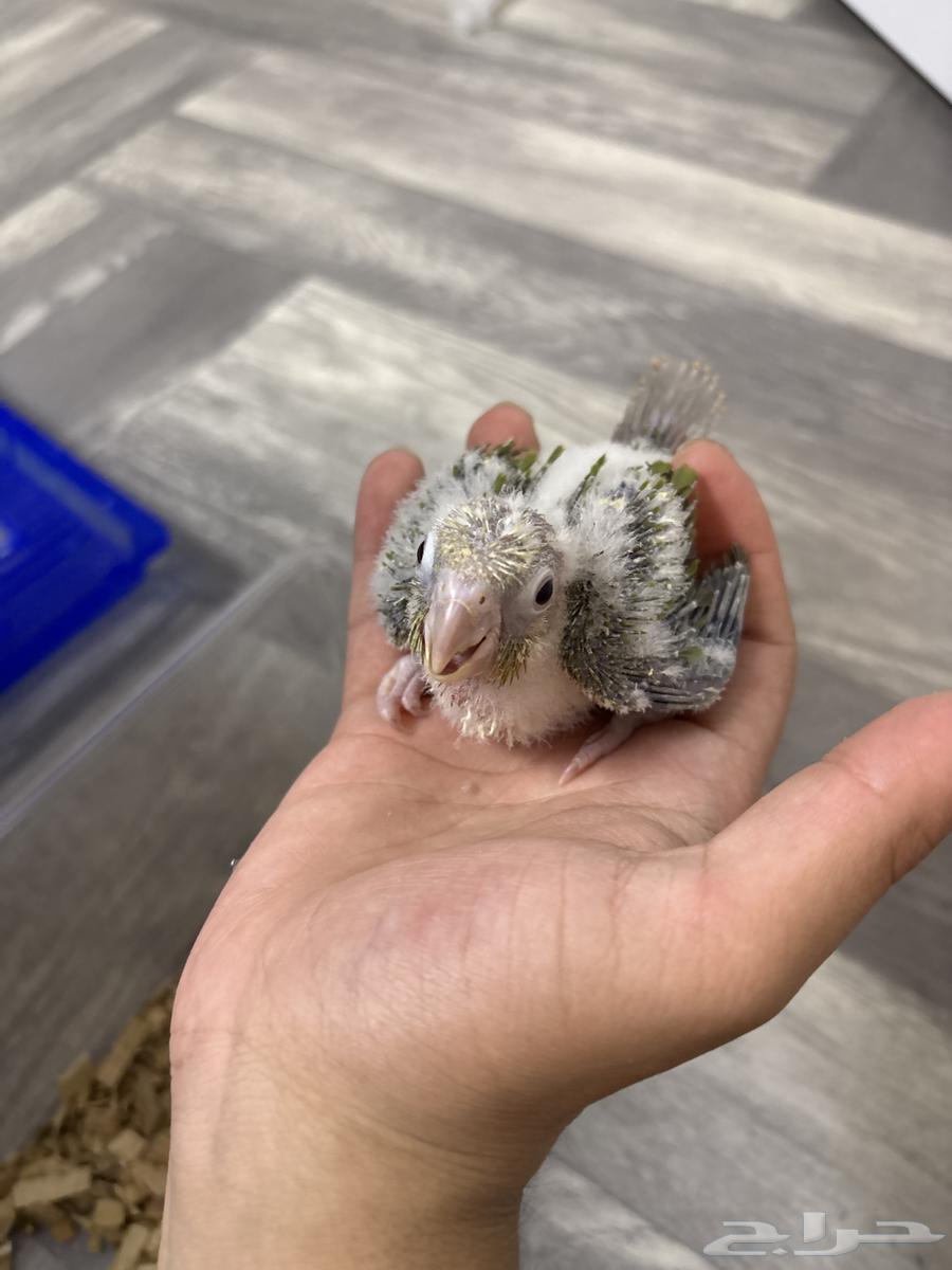 Farkh Keniour64671213058433111