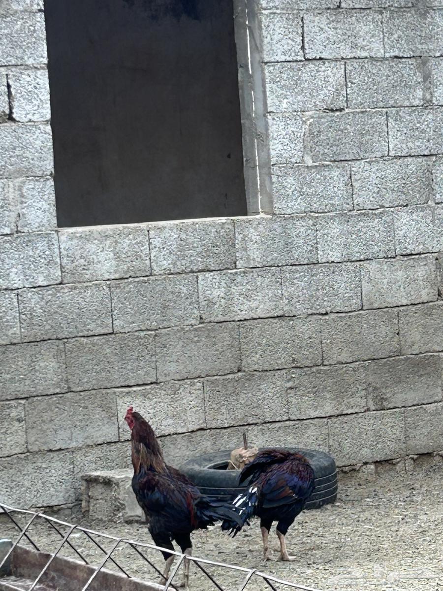 ديك باكستاني اصلي64672628052739110