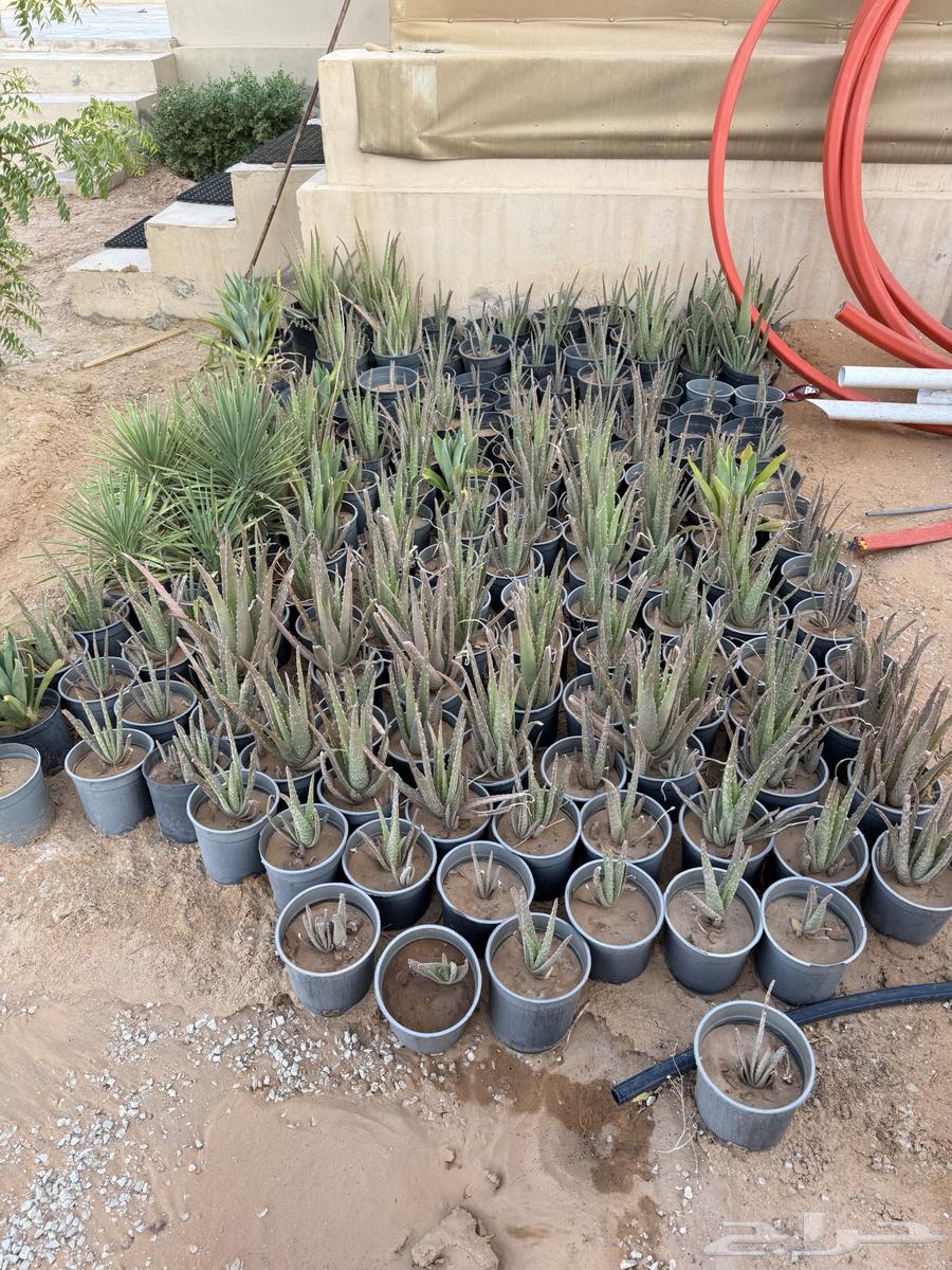 Cactus Seedlings: 4 Varieties64668019602819114