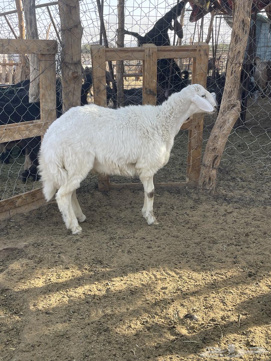 طلي حري فاخر64675560754689111