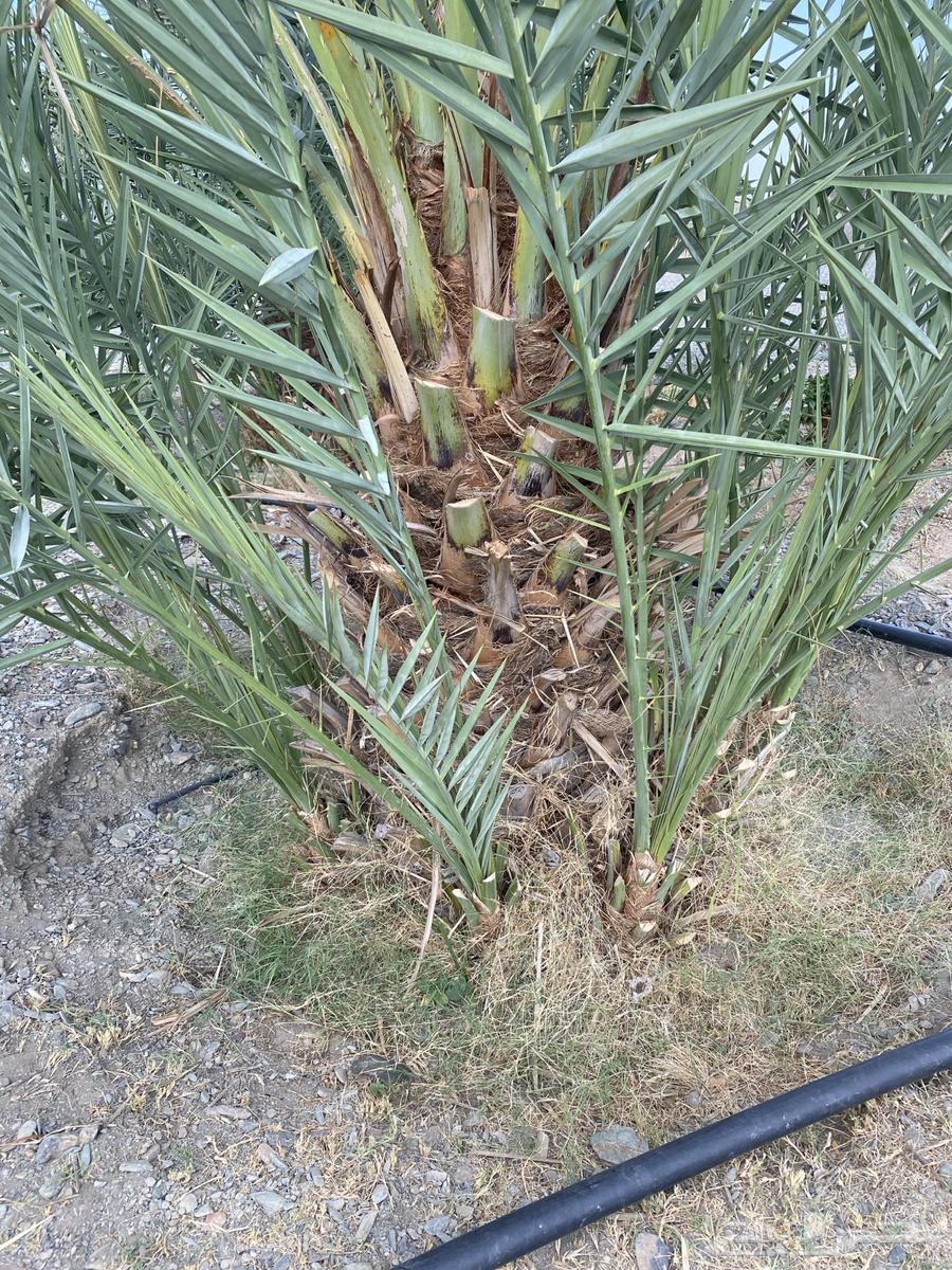 فسائل نخل64666280381571111