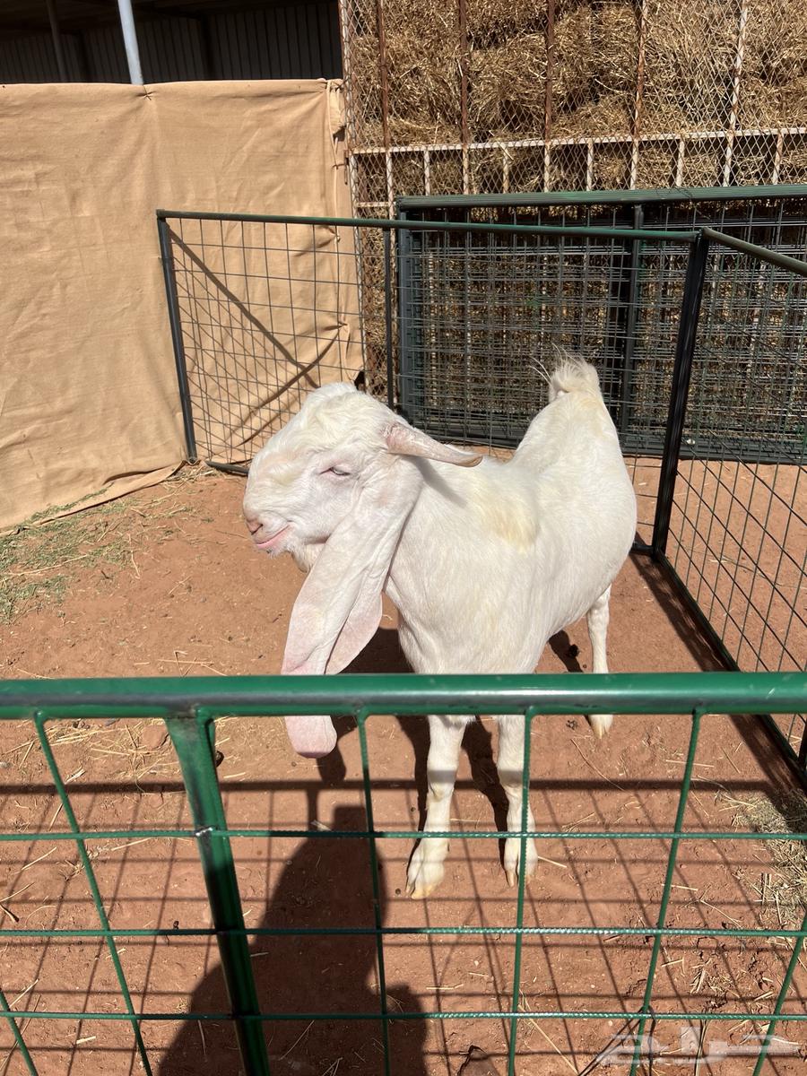 White Sabi Goat (Anbaa')64668840966915113