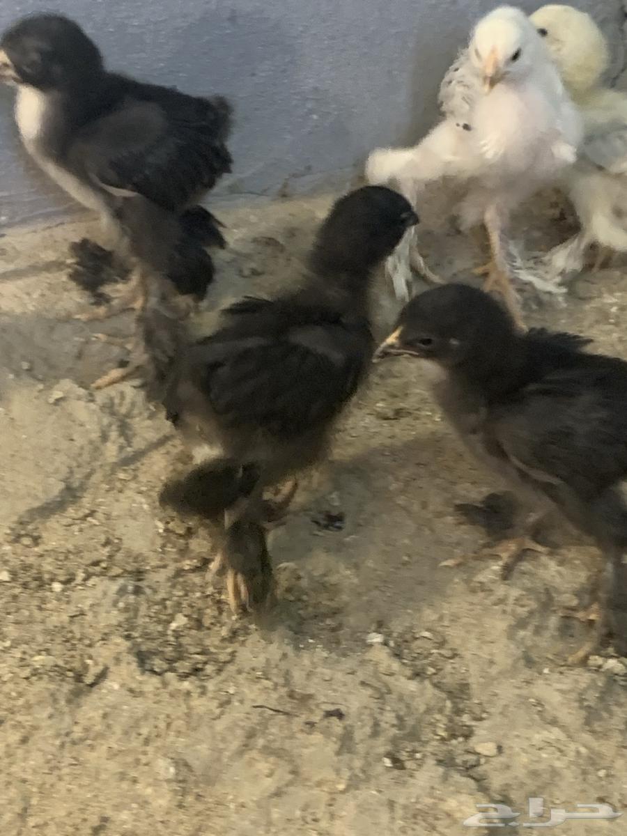 صيصان براهما64675357129987110