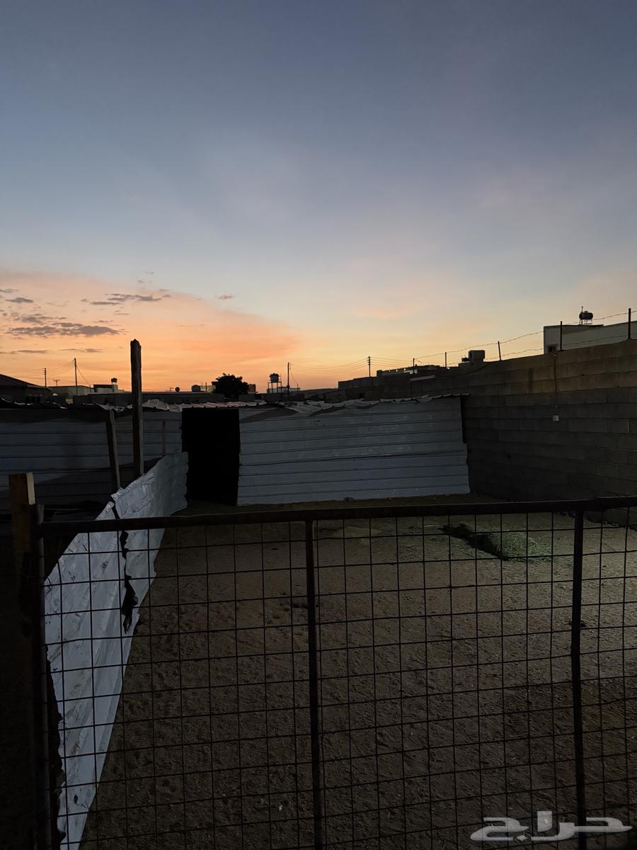 حوش غنم للاجار64673278837250110