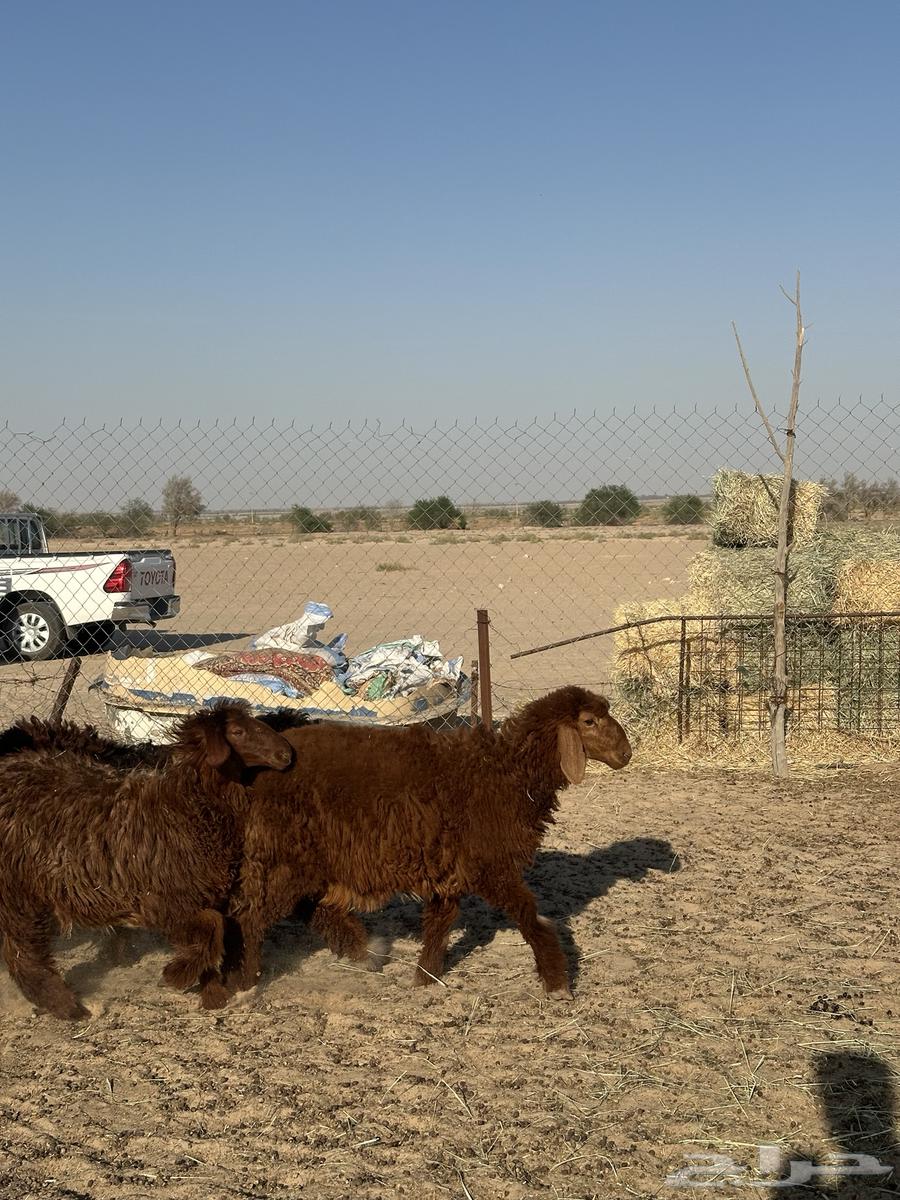 تم البيع64671525826050110