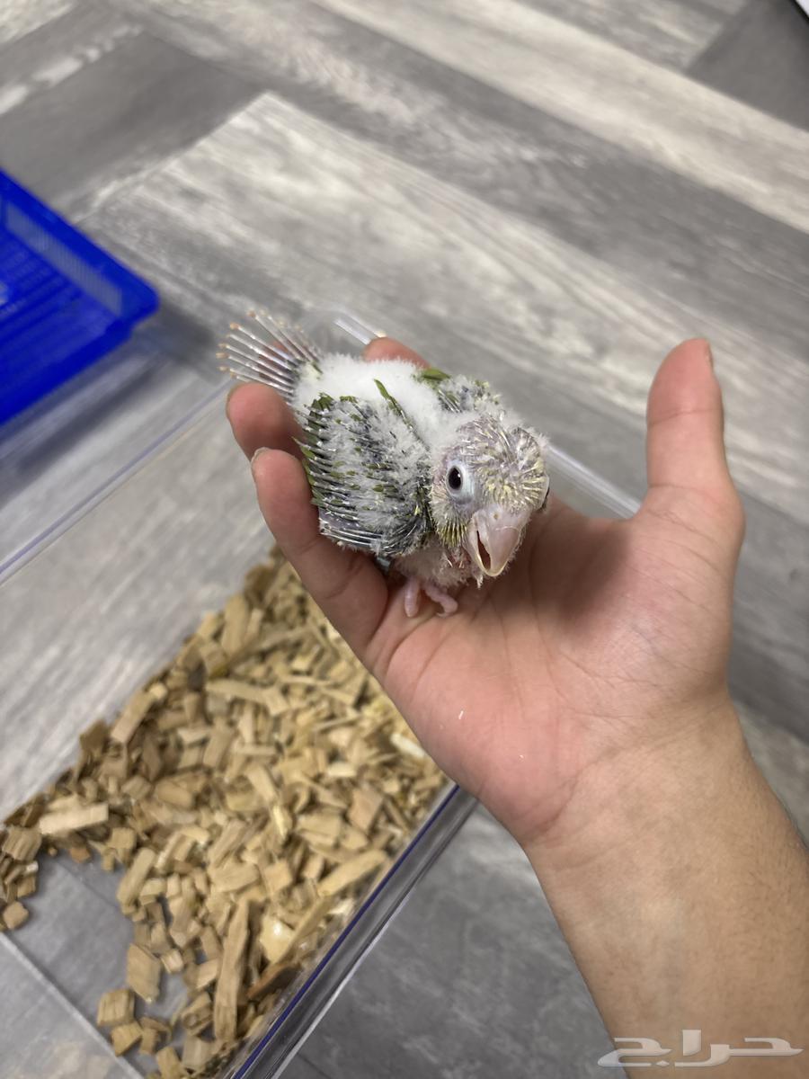 Farkh Keniour64671213058433110