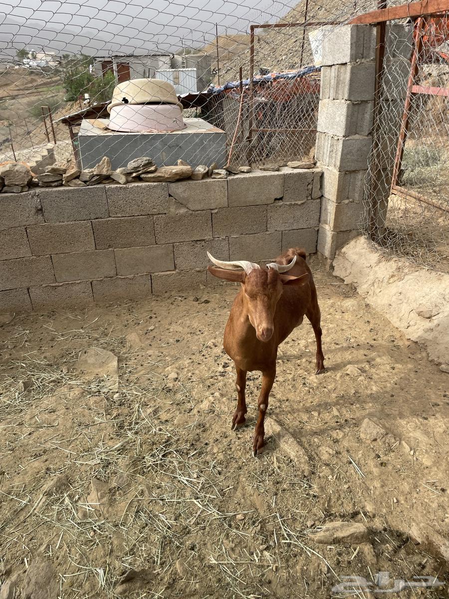 فحل للبيع64670972727297113