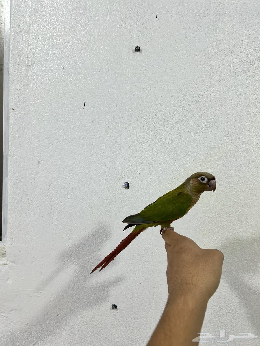 كنيور سيلمون64676579828099114