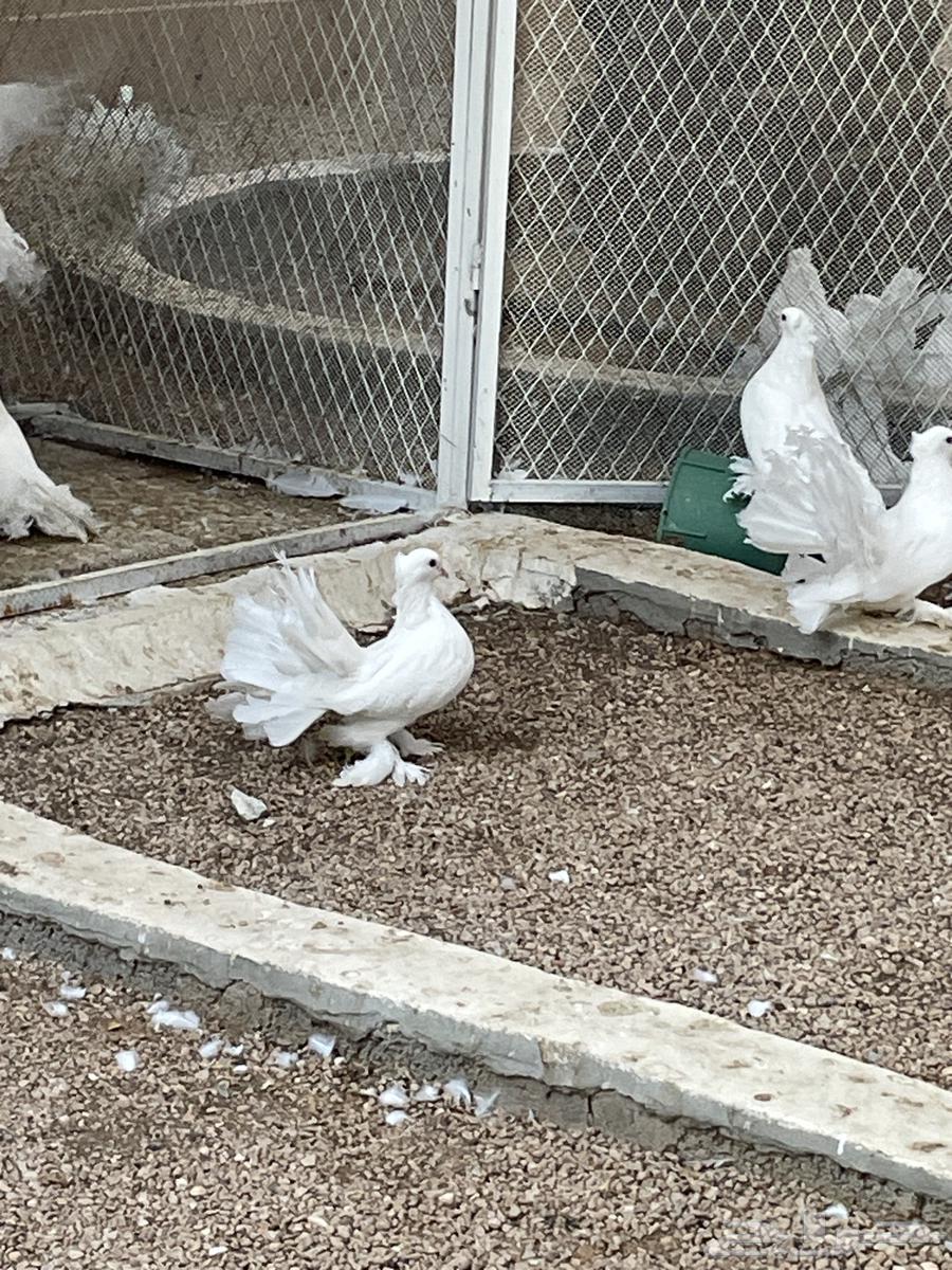 Sudair (Al-Attar)64672499852930112