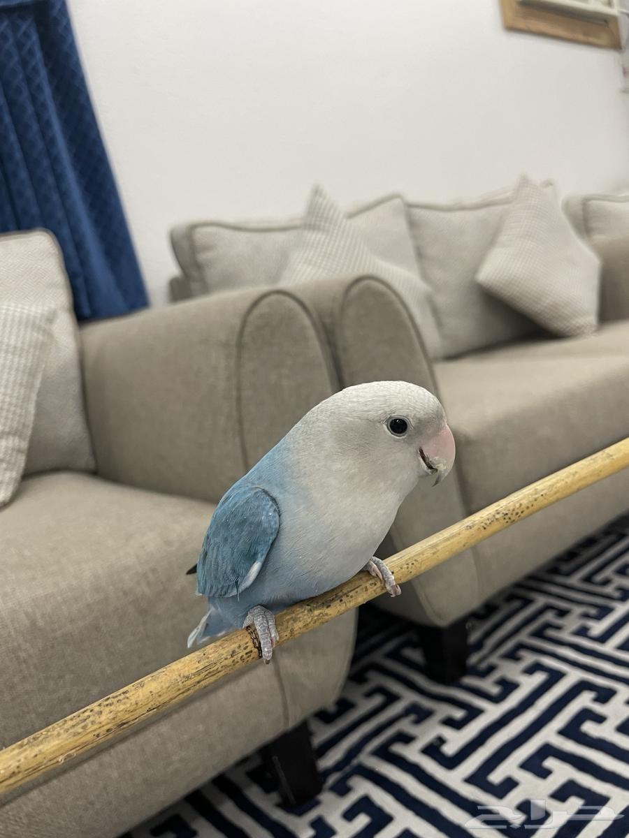 2 Blue-and-Yellow Macaws for Sale64672781693955111