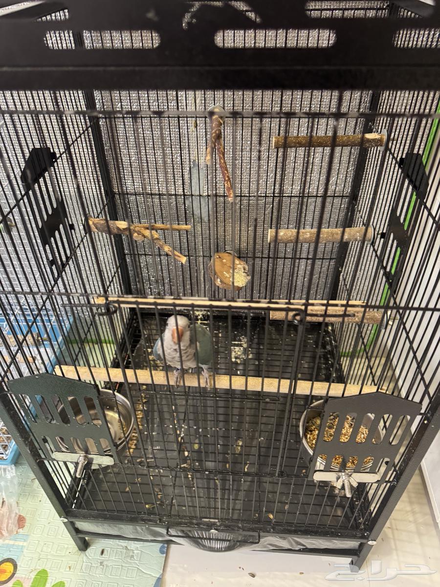 كويكر وكروان64672781662977112