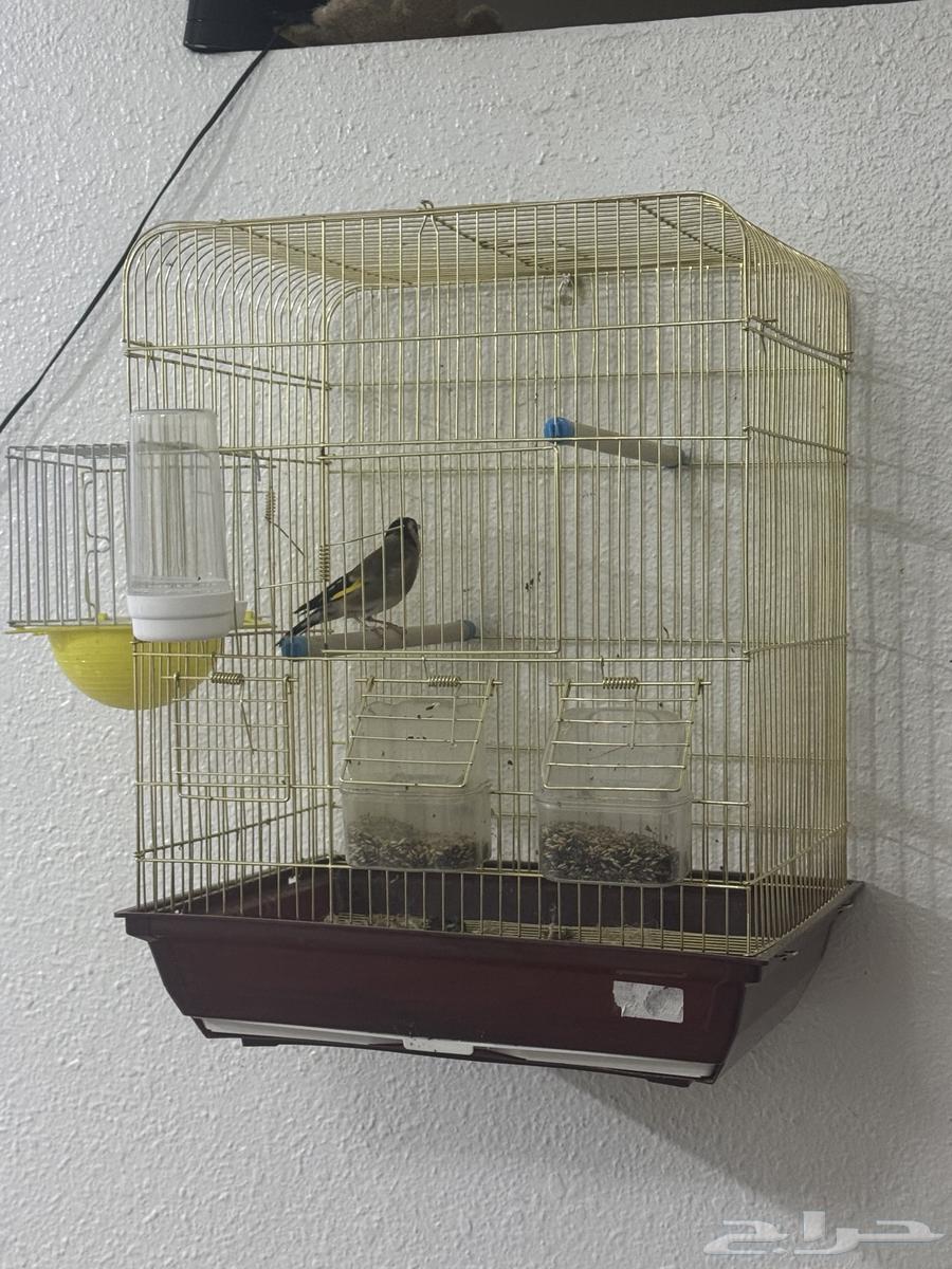 عصفور حسون ذكر للبيع64672909558402113