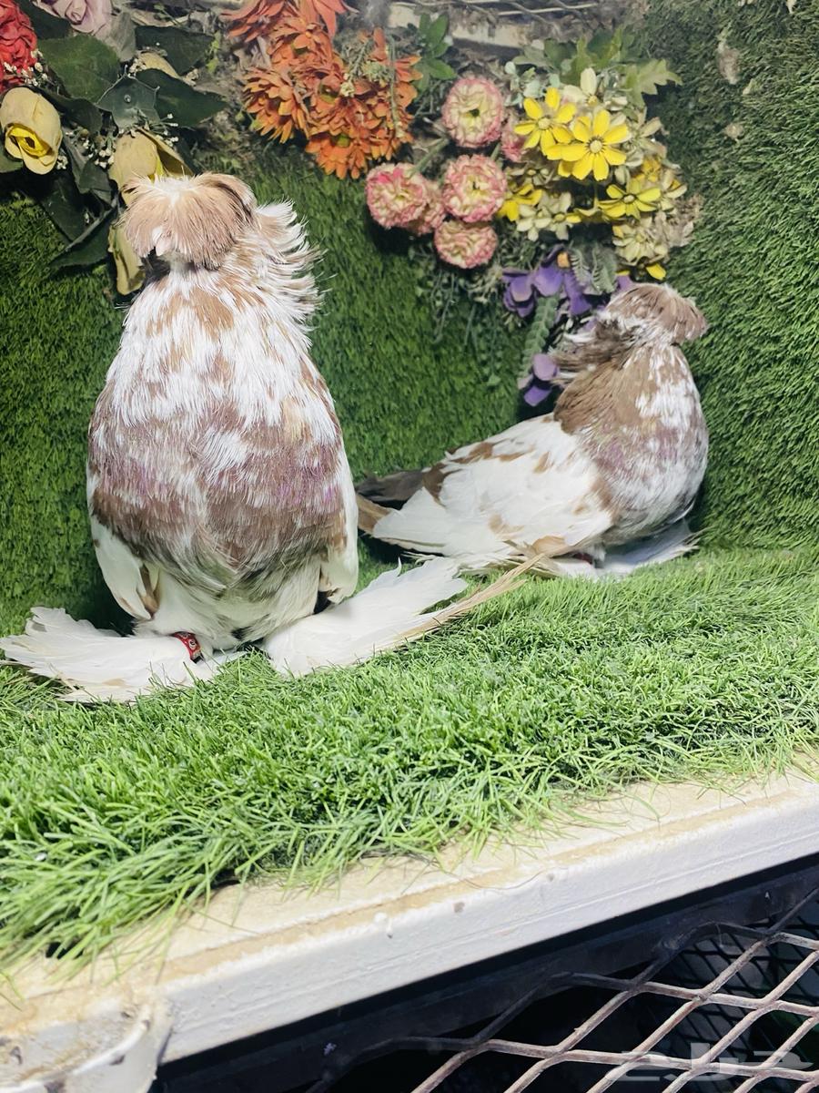 For Sale: Bukhara Pigeons, Last 3 Feathers64674847387522114