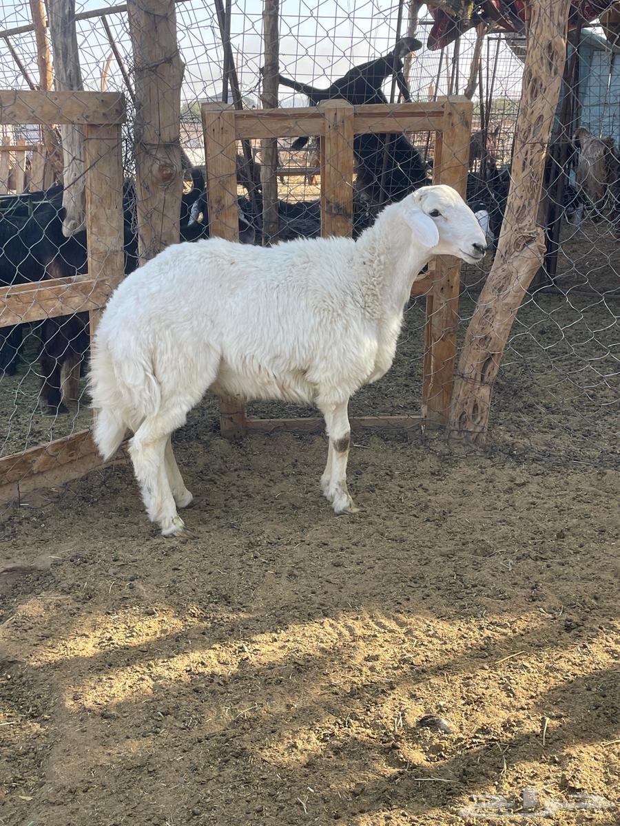 طلي حري فاخر64675560754689110