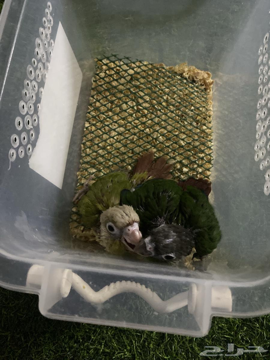 فرخين كنيور64666872513538111