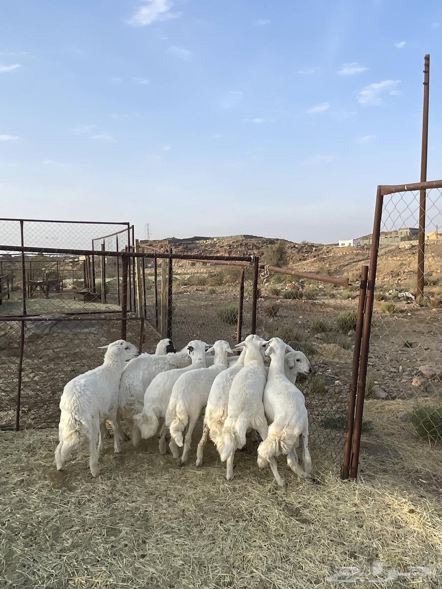 للبيع طليان العدد 10 نظيفة من كل عذروب64667994924547113