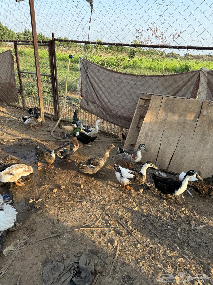 بط للبيع64670095450370110