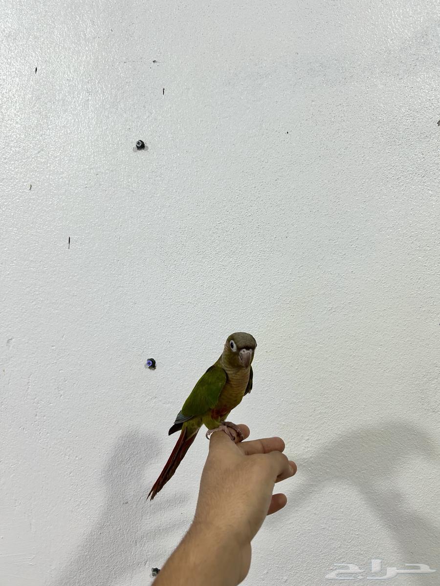 كنيور سيلمون64676579828099113